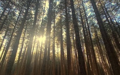 Alberi nel bosco