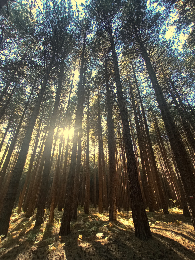 Alberi nel bosco